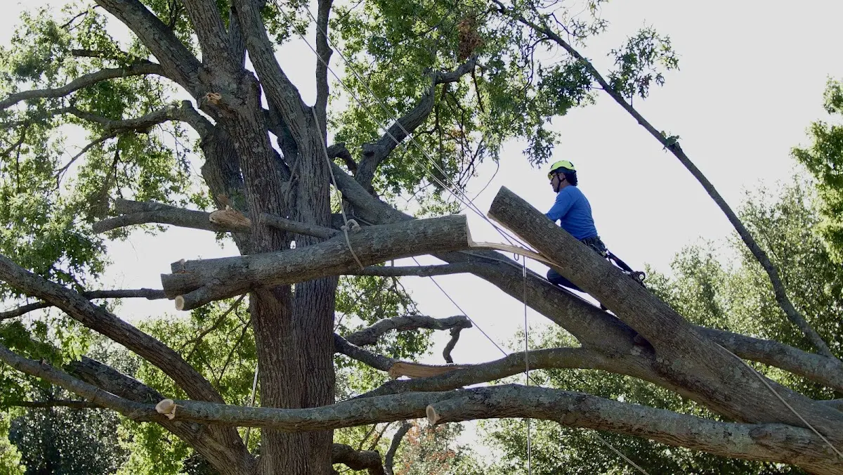 Professional Hazardous Tree Removal performed by certified arborists in Saint Amant